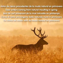 Arquivet Asta de Ciervo XL