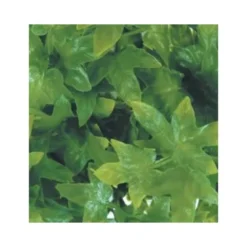 Decoración Zoomed Hiedra del Congo de Terrarios
