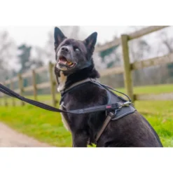 Halti Brig Safety Lead Correa para Perros