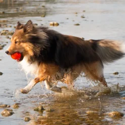 Juguete Bionic Pelota para Perros