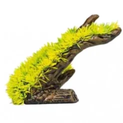 Lilaeopsis Amarilla Planta Decoración Acuarios