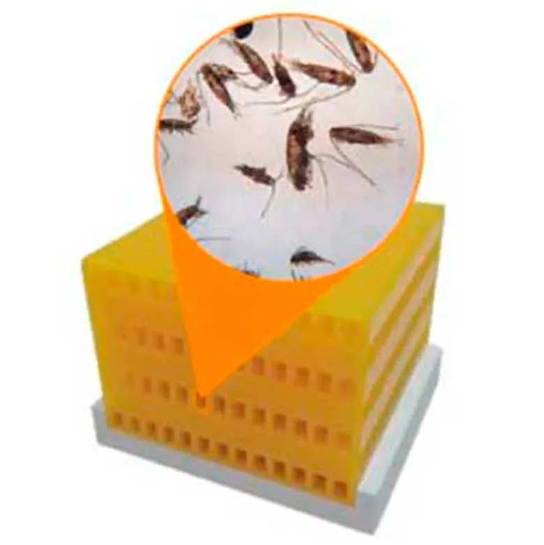 Refugio para Copepodos