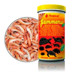 Tropical Gammarus